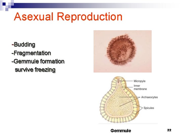 Asexual Reproduction -Budding -Fragmentation -Gemmule formation survive freezing Gemmule 22 