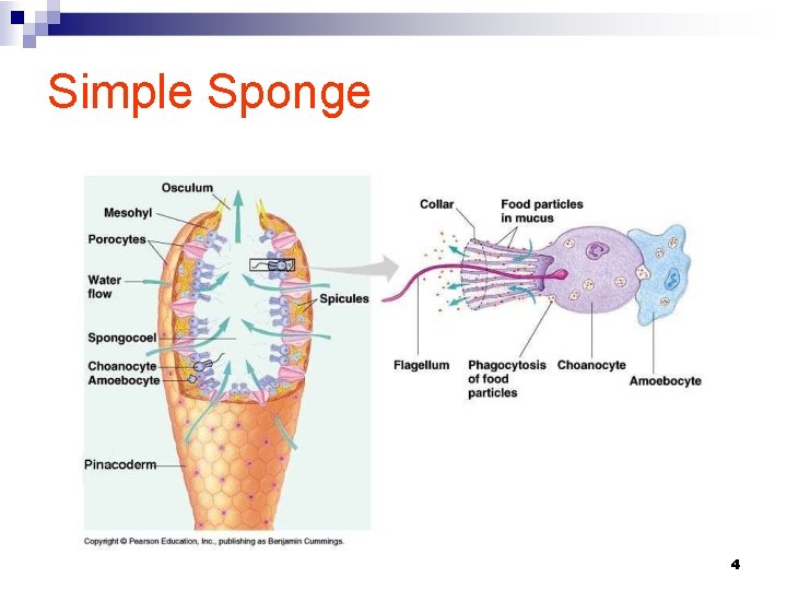 Simple Sponge 4 