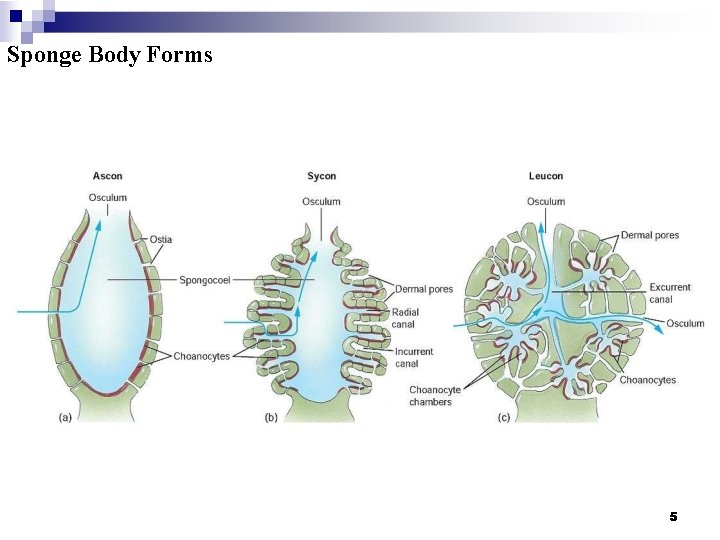Sponge Body Forms 5 