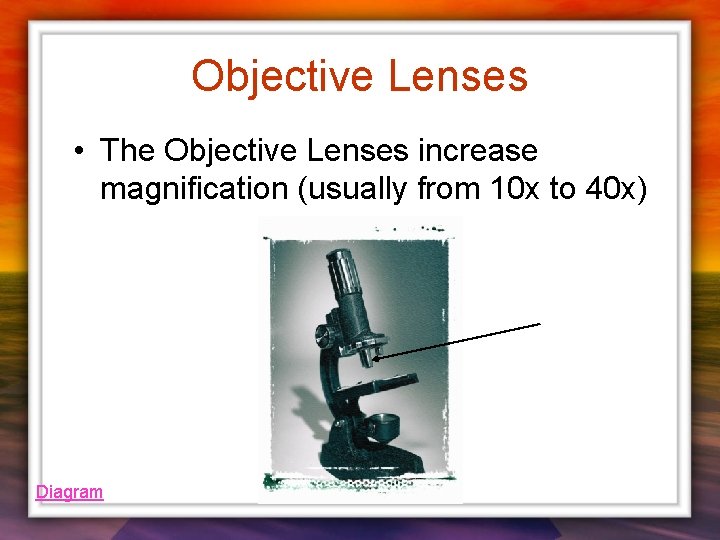 Objective Lenses • The Objective Lenses increase magnification (usually from 10 x to 40