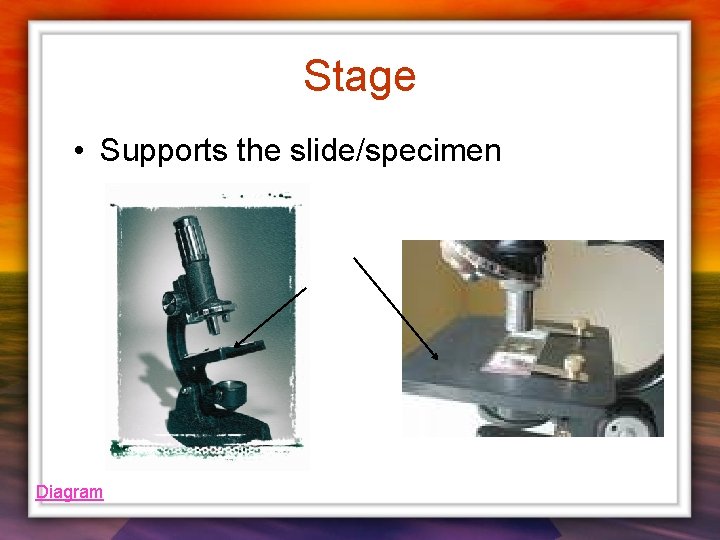 Stage • Supports the slide/specimen Diagram 