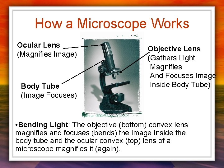 How a Microscope Works Ocular Lens (Magnifies Image) Body Tube (Image Focuses) Objective Lens