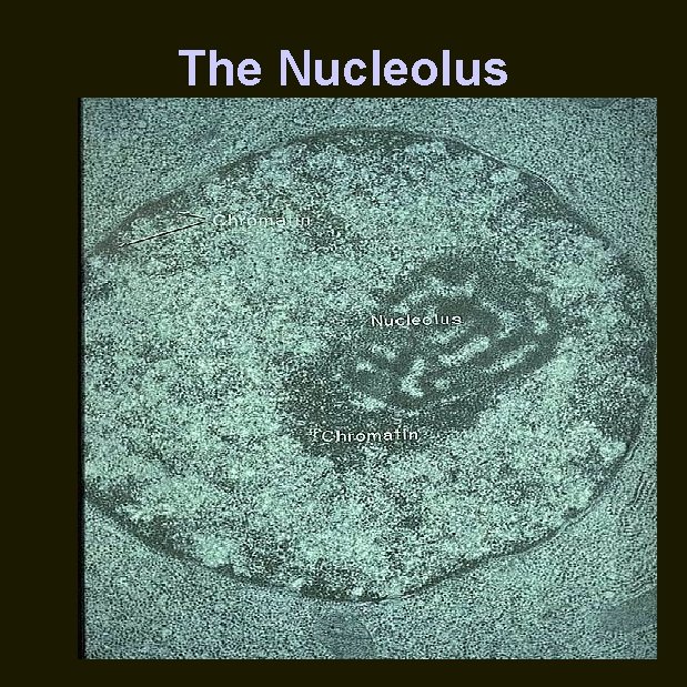 The Nucleolus 