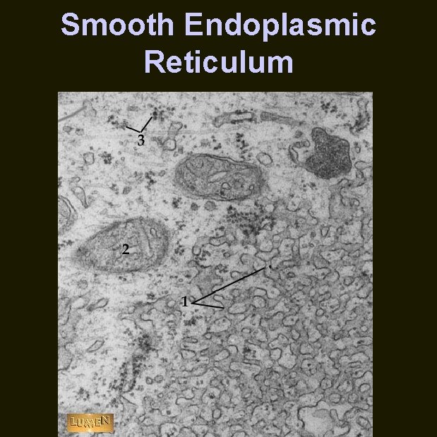 Smooth Endoplasmic Reticulum 