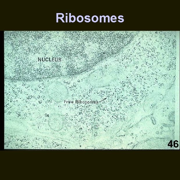 Ribosomes 