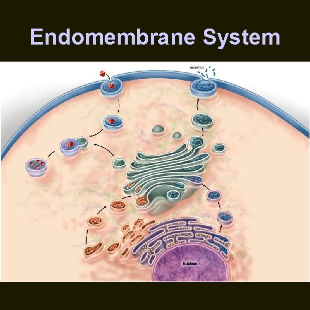 Endomembrane System 
