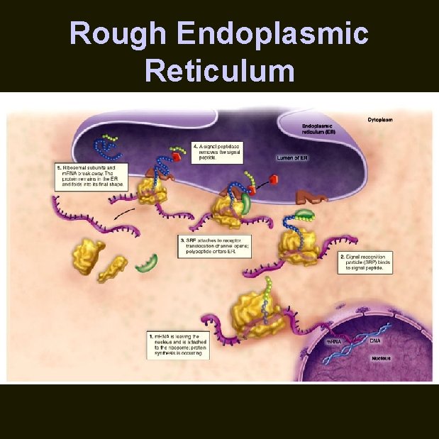 Rough Endoplasmic Reticulum 