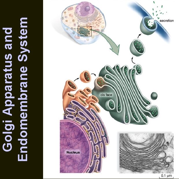 Golgi Apparatus and Endomembrane System 