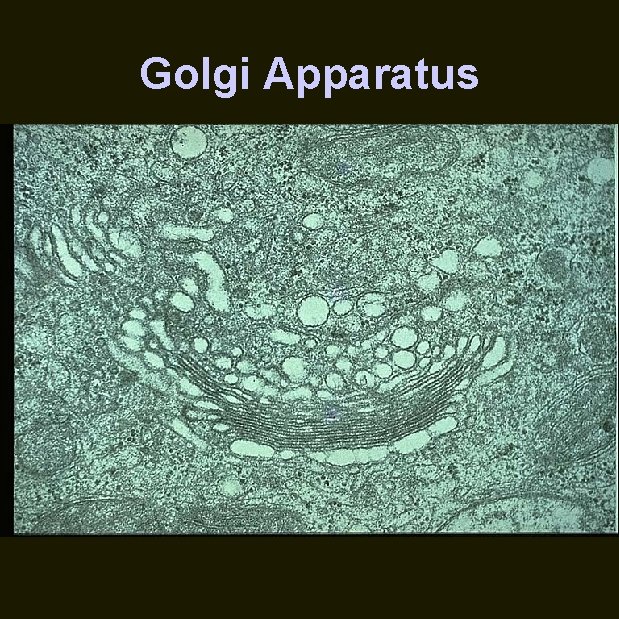 Golgi Apparatus 