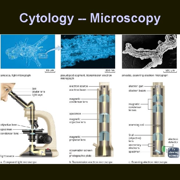 Cytology -- Microscopy 