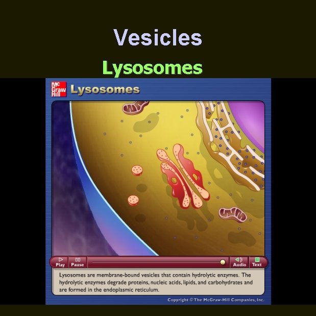 Vesicles Lysosomes 