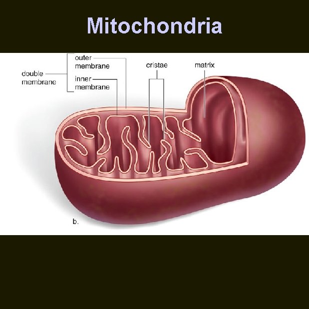 Mitochondria 