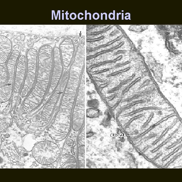 Mitochondria 