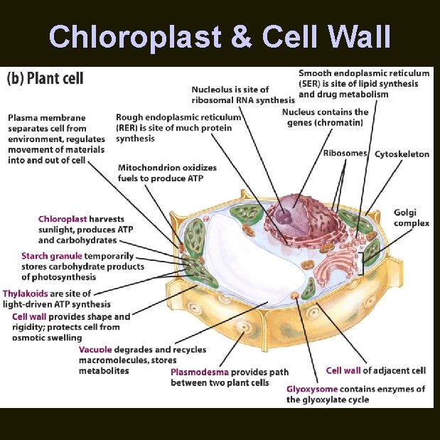 Chloroplast & Cell Wall 