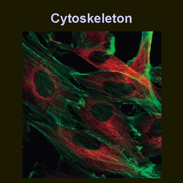 Cytoskeleton 