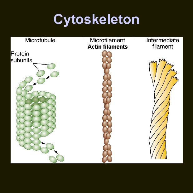 Cytoskeleton Actin filaments 