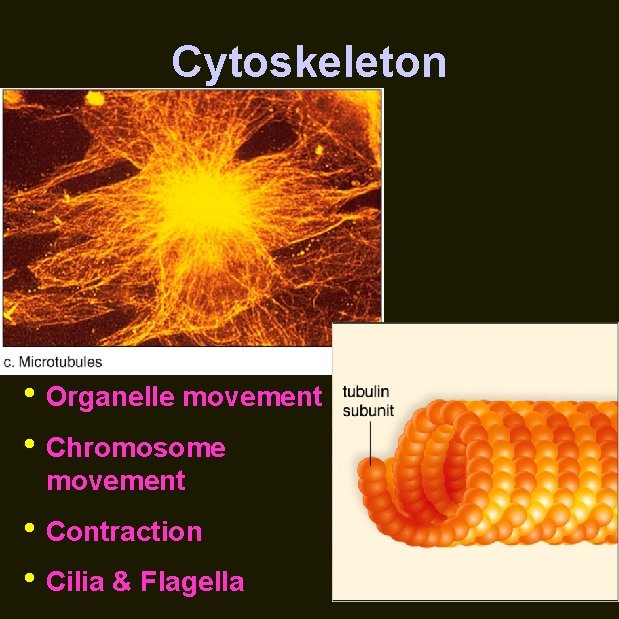 Cytoskeleton • Organelle movement • Chromosome movement • Contraction • Cilia & Flagella 