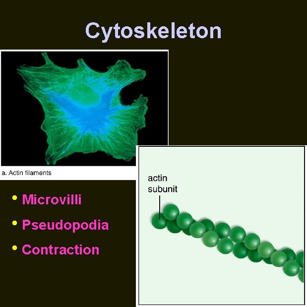 Cytoskeleton • Microvilli • Pseudopodia • Contraction 