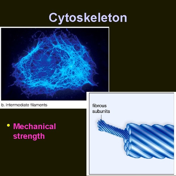 Cytoskeleton • Mechanical strength 