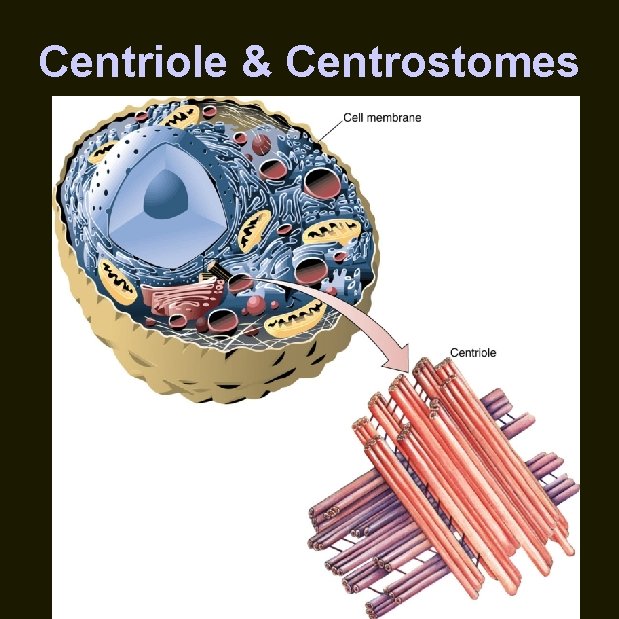 Centriole & Centrostomes 