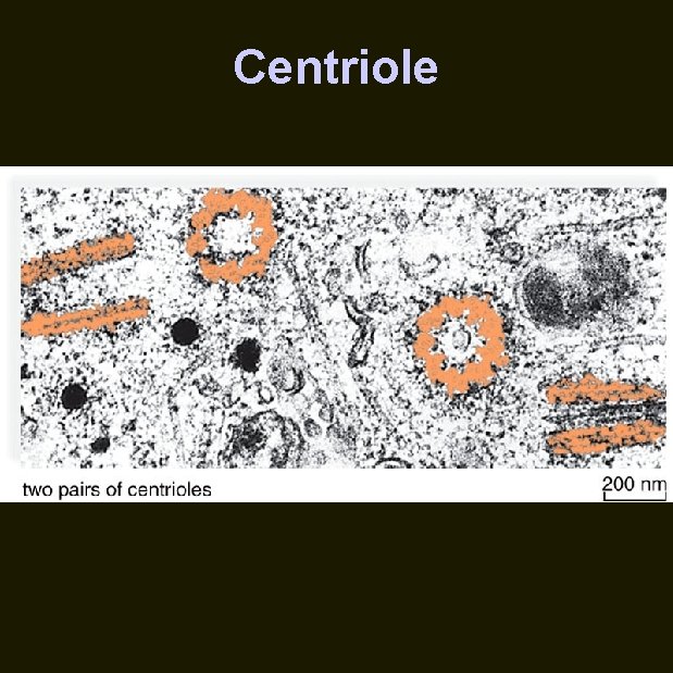 Centriole 