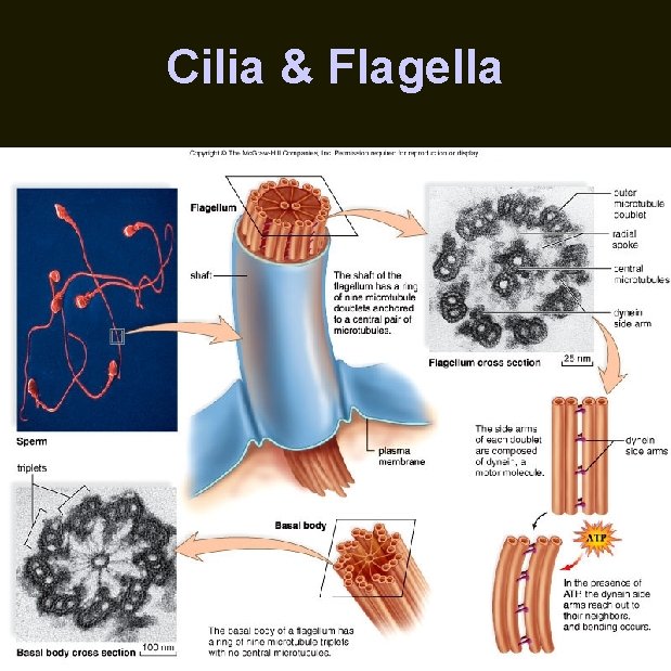 Cilia & Flagella 