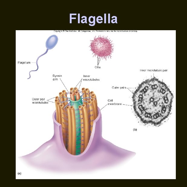 Flagella 