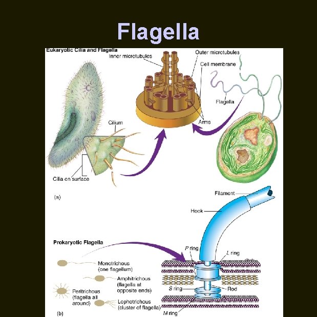 Flagella 