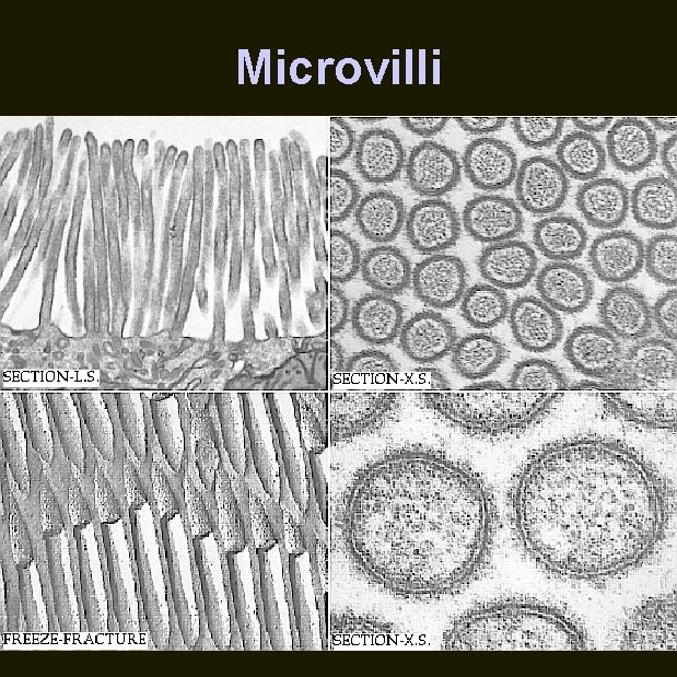Microvilli 