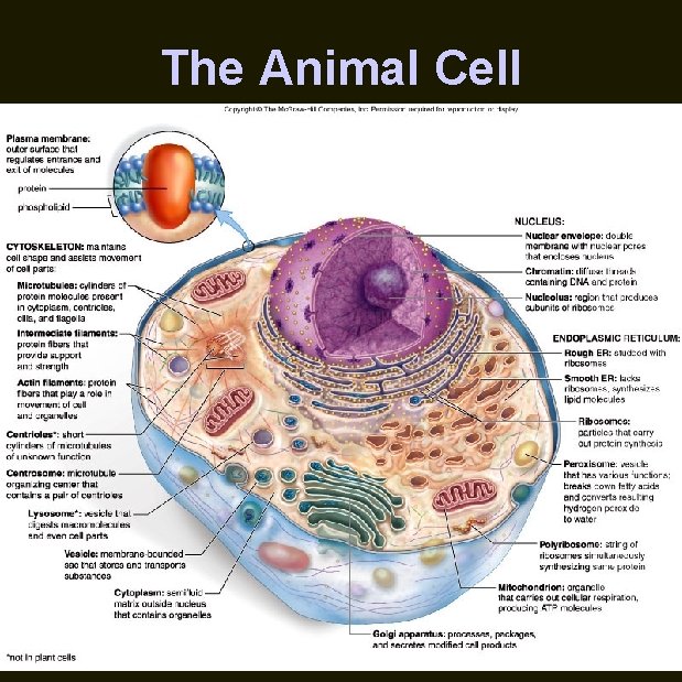 The Animal Cell 