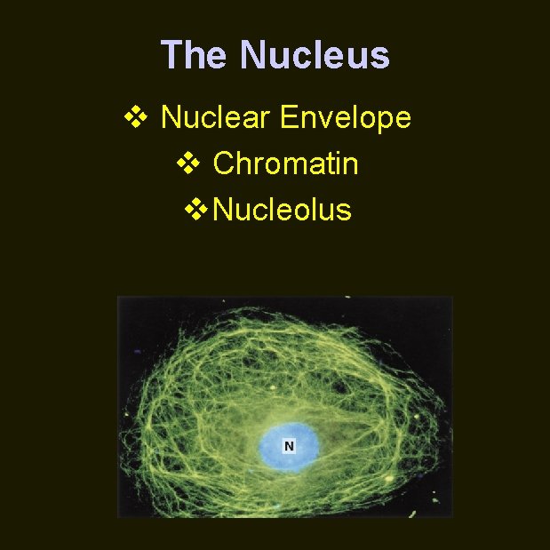 The Nucleus v Nuclear Envelope v Chromatin v. Nucleolus 