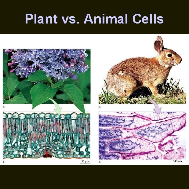 Plant vs. Animal Cells 