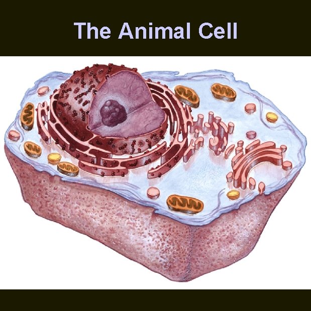 The Animal Cell 