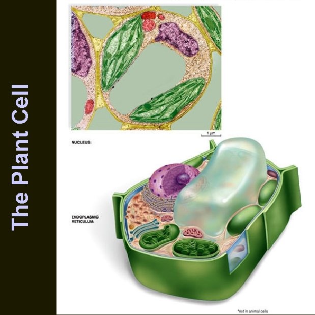 The Plant Cell 