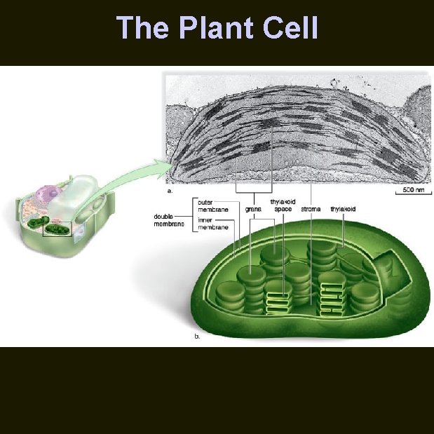 The Plant Cell 