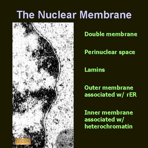 The Nuclear Membrane Double membrane Perinuclear space Lamins Outer membrane associated w/ r. ER