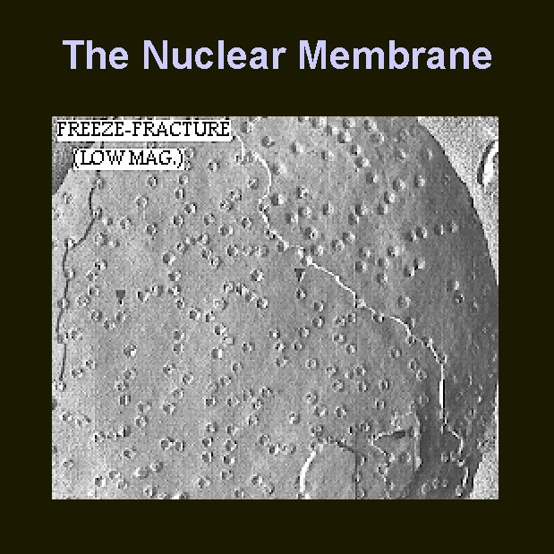 The Nuclear Membrane 
