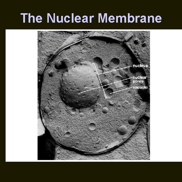 The Nuclear Membrane 