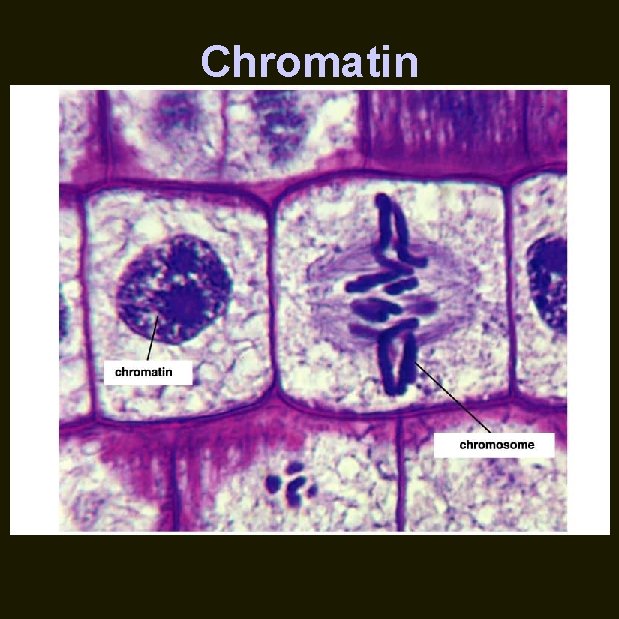 Chromatin 
