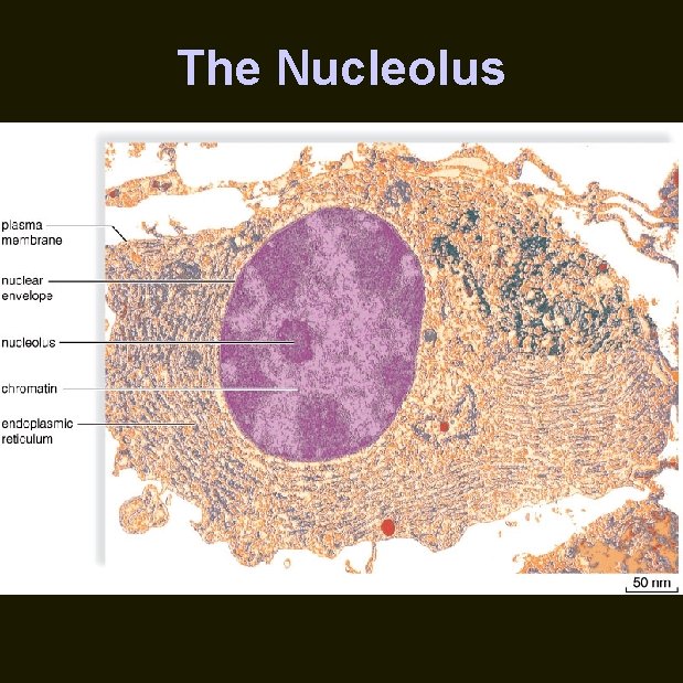 The Nucleolus 
