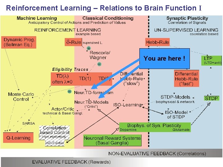 Reinforcement Learning – Relations to Brain Function I You are here ! 