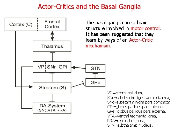 Actor-Critics and the Basal Ganglia The basal ganglia are a brain structure involved in