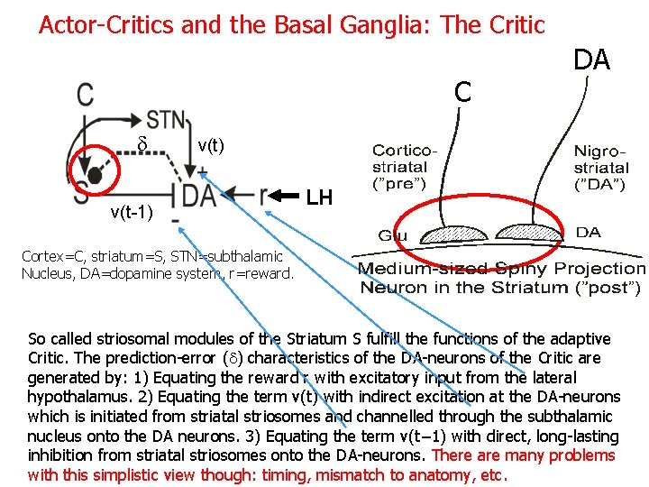 Actor-Critics and the Basal Ganglia: The Critic C d DA v(t) v(t-1) LH Cortex=C,