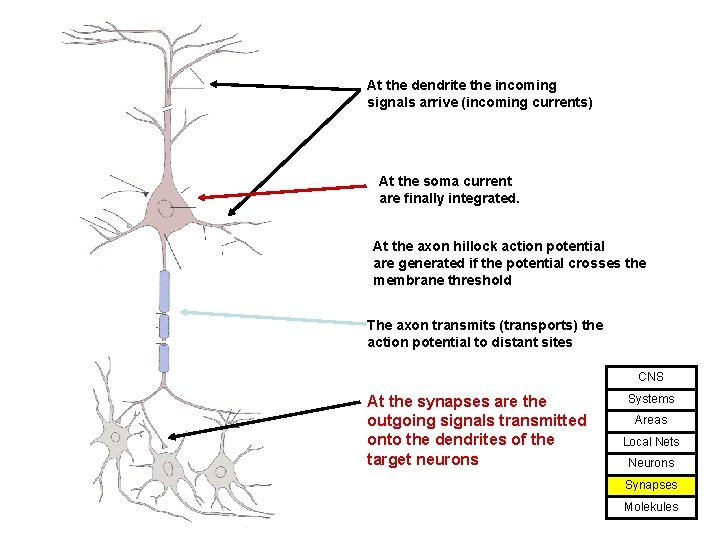 Structure of a Neuron: At the dendrite the incoming signals arrive (incoming currents) At