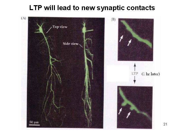 LTP will lead to new synaptic contacts 21 