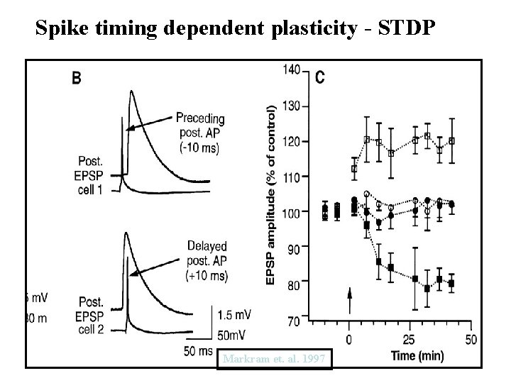 Spike timing dependent plasticity - STDP Markram et. al. 1997 24 