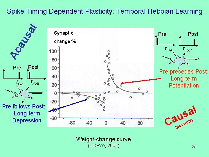 au sa l Spike Timing Dependent Plasticity: Temporal Hebbian Learning Synaptic Pre change %