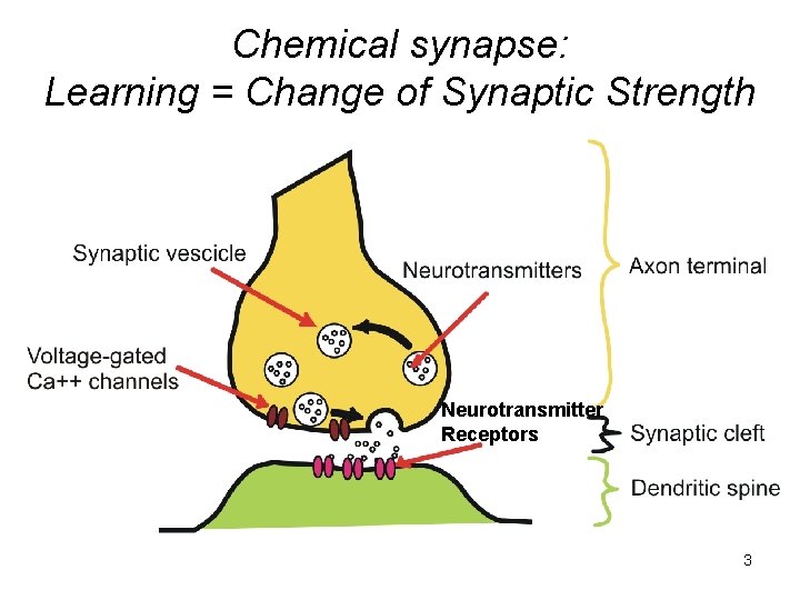 Chemical synapse: Learning = Change of Synaptic Strength Neurotransmitter Receptors 3 