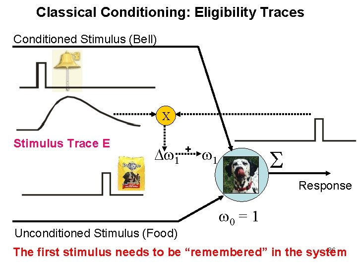 Classical Conditioning: Eligibility Traces Conditioned Stimulus (Bell) X Stimulus Trace E 1 Unconditioned Stimulus