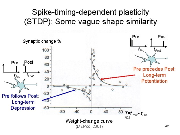 Spike-timing-dependent plasticity (STDP): Some vague shape similarity Pre Synaptic change % t. Pre Post